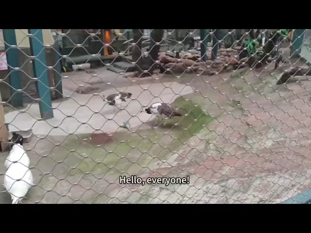 316 ステンレス鋼鉄線ロープ網 動物園の鳥居の囲い網