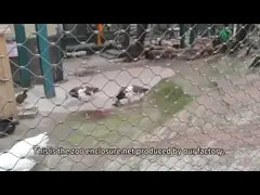 316 স্টেইনলেস স্টীল ওয়্যার রোপ নেটিং জন্য চিড়িয়াখানা পাখিঘর ঘের জাল