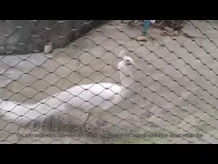 বানর টাইগার চিড়িয়াখানা 1.2 মিমি 7 এক্স 7 এনিমেল এনক্লোজার জাল