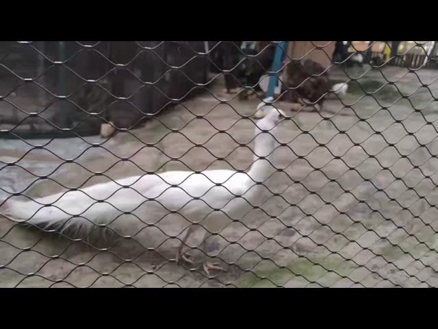 超頑丈 ホorizontal/Vertical 動物園用ワイヤーメッシュ SS304/316/316L 直径 1.2mm-4.0mm