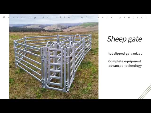 Protect Sheep And Goat Fence Panels Galvanized Steel Pipe Sheep Catch Pen