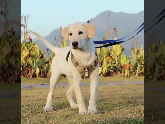 Explosion Proof Dog Harness For Large Dogs Strong Pet Harness For Outdoor