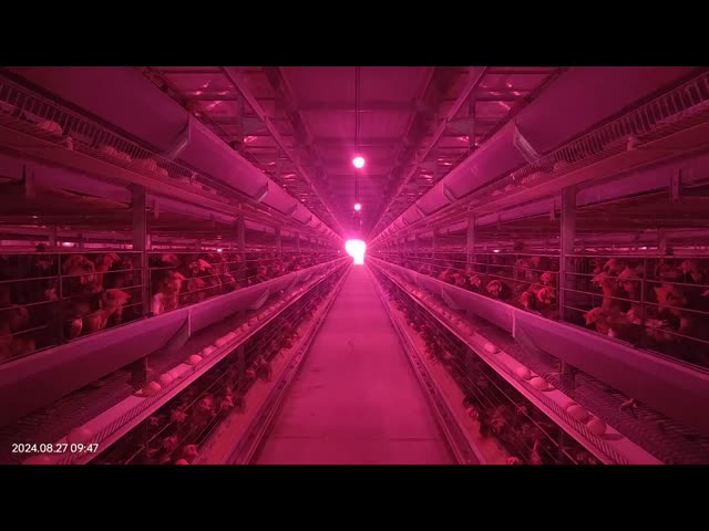 430BA ステンレス鋼の刃 鶏箱扇風機 高気量 鶏飼育用