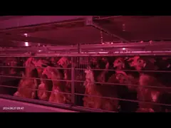 China High Space Utilization Rate H Type Broiler Chicken Cage 3 Tiers 4 Tiers 5 Tiers supplier