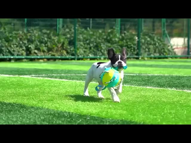 LED フライングドッグボール インタラクティブなペットおもちゃ ゴムプラスチック インタラクティブな子犬おもちゃ