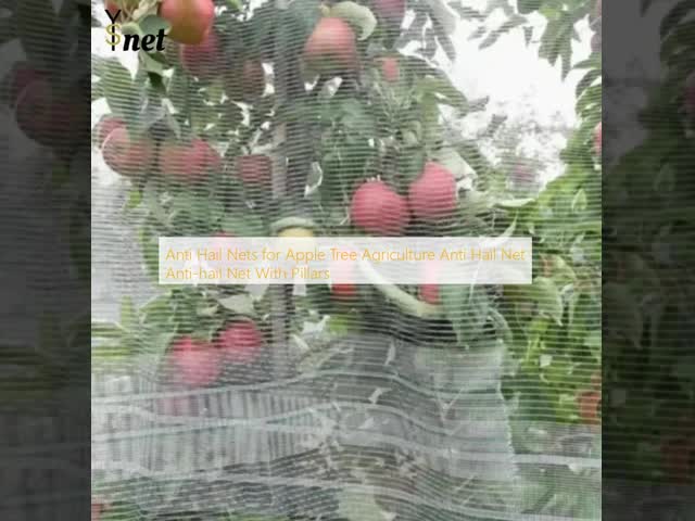アップルツリー農業のための防雨網 防雨網 柱付き防雨網