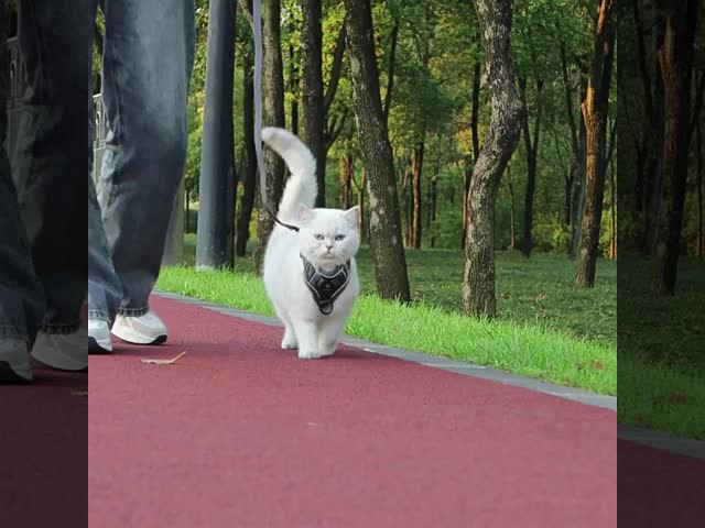 Small Cat Harness And Leash Standard Lightweight With Vest Style Design
