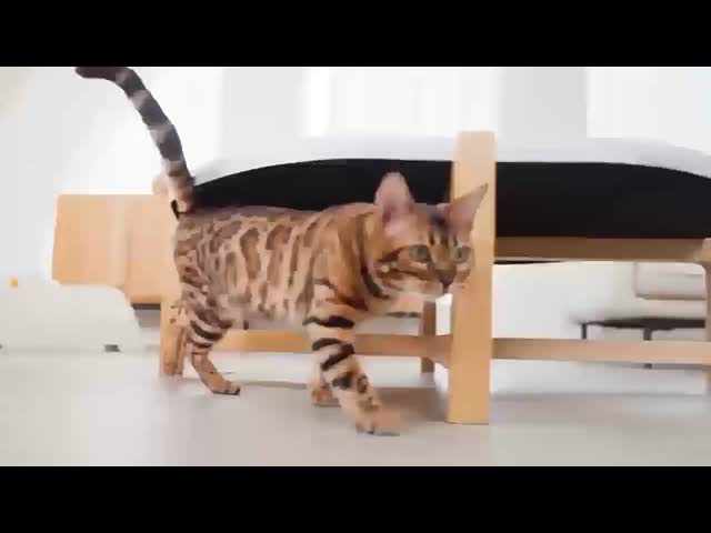 Automatic Pet Litter Box Self Cleaning WiFi Enabled App Control With Replacement Filter