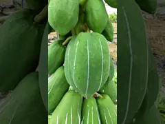 China Protein Hydrolysis Yeast Extract Proteolytic Enzymes Papaya 50TU/MG-1000TU/MG supplier