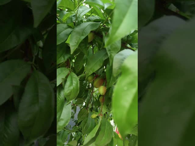 こんにちは窒素の液体のアミノ酸の植物肥料の用水系統サポート