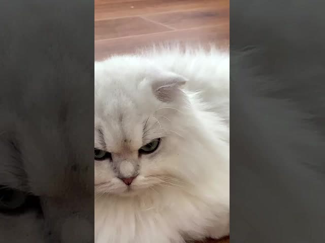 Low Voltage Plastic Pet Water Dispensers Automatic Circulating For Dogs And Cats