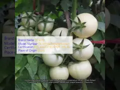 Natürlicher Pflanzenextrakt aus Platycladus Orientalis Blattextraktpulver zur Haarpflege