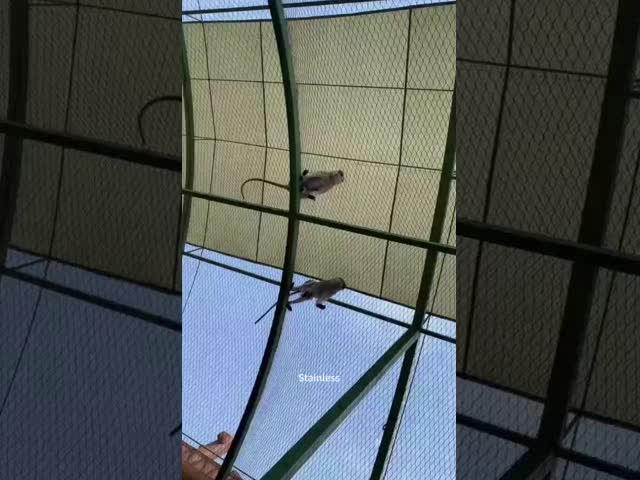 織物型 動物園ロープネット 50*50 ケーブルメッシュ 2.0mm ステンレス鋼ケーブルメッシュ