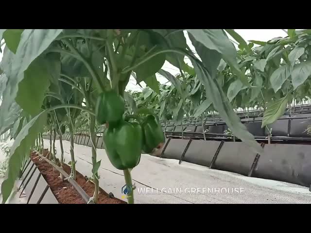 OEM 簡単に組み立てられるトンネル温室 小野菜 農業温室