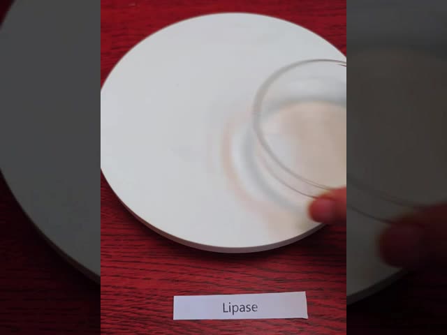 食品 調理 脂質粉 オーダーメイド 脂質酵素 粉 水溶性