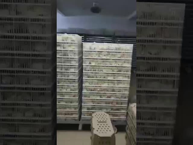 卵多段階完全自動化保育器 鶏