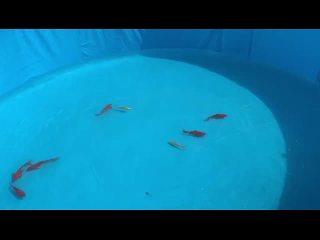 多機能のPVC魚池 柔軟な適応 大型中小型の水産農業