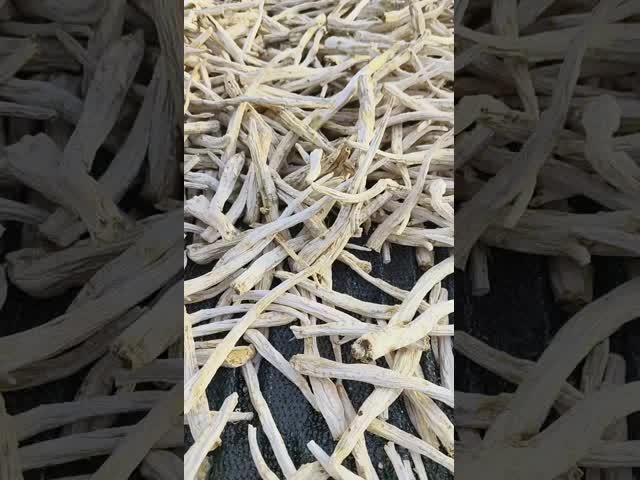 Organic Platycodon Grandiflorus Root Natural Traditional Chinese Medicine Herbs