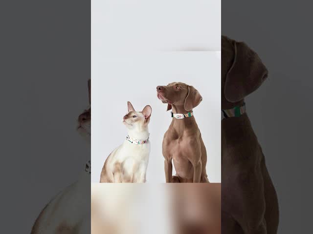 4G LTE Geofencing Alerts Pet Smart Tracker Battery Powered Cat Tracker Collar OEM