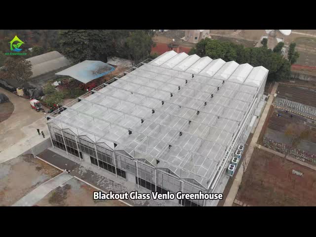 Commercial Agricultural Glass House Venlo Top Ventilation Multi-span Greenhouse