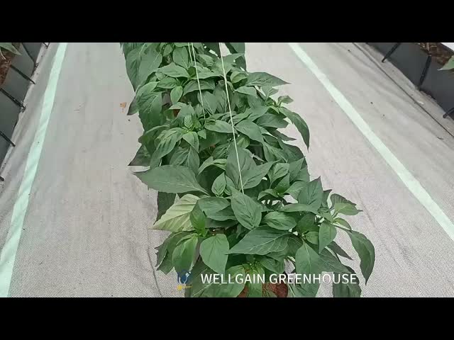 温室 無土質PPロール 栽培槽 折りたたみ 栽培槽 ココペート 植物の槽