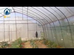 Tomato Tunnel Greenhouse And Tunnel Vegetable Hot House For Extended Harvests video
