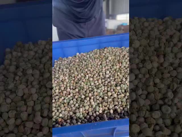 高精度エンドウ豆選別機 3～5トン/時