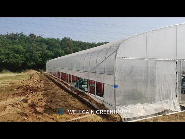 商業用トンネル温室 野菜のためのシングルスペンプラスチックフィルム温室