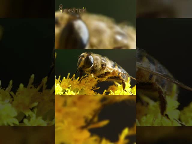 純粋な天然蜂蜜 無料多花蜂蜜 100%純の生蜂蜜
