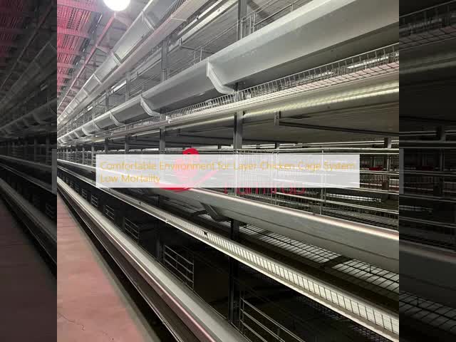低死亡率層 鶏籠システム 快適な環境