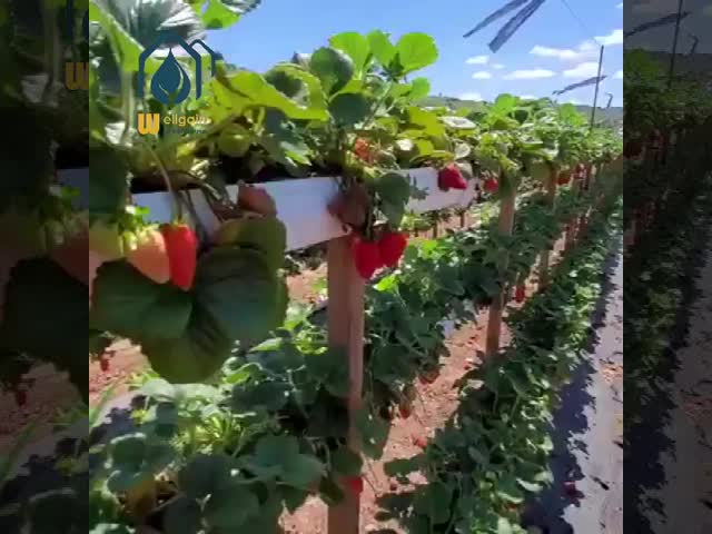 Indoor Strawberry Growing Troughs Greenhouse PVC Hydroponic Gully Vertical Farming System