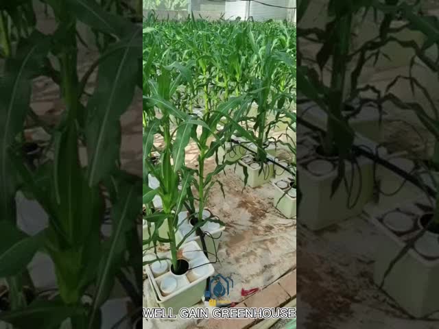 Food Grade PP Hydroponic Planting System 11L Dutch Bucket System For Growing Vegetables