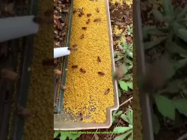 Pure Natural Rapeseed Pollen 25kg Carton for Human Consumption