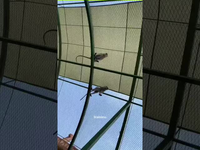 SS 7*19  1.5mm Stainless Steel Cable Mesh  For Saftey Protection Net