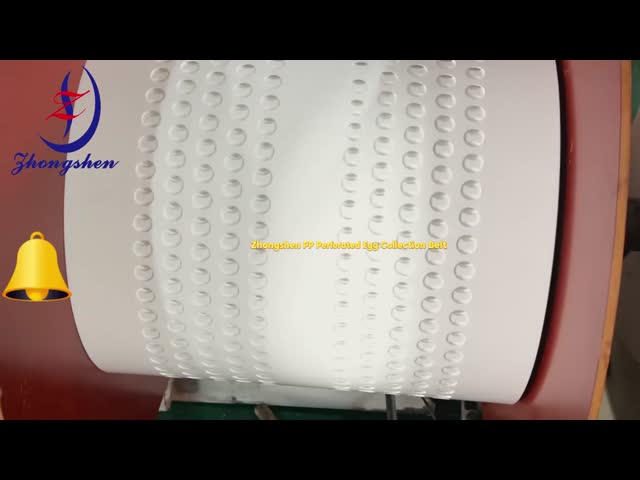 Perforated plastic Egg Conveyor Belt Supplier | Egg Belts for Sale