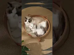 China Biodegradable Cat Scratcher Toy Cat Scratching Post Wooden And SISAL Long Lasting supplier