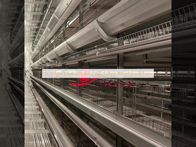 CE H type Layer Chicken Cage System for Morocco Farm