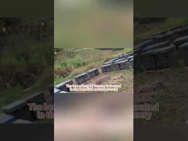 Beekeeping Equipment Apiculture Tool American Style Wooden Bee Feeder