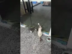 China Automatic Cleaning Eco-Friendly Refill Smart Litter Box Large Capacity supplier