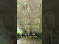 China 1m-30m Soilless Garden Hydroponic System White PVC Channel NFT Hydro System supplier