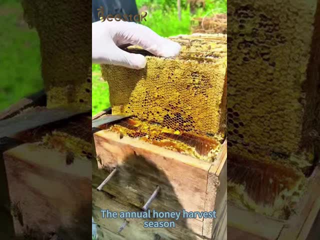 BEESTAR Stainless Steel Beehive Scraper with Wooden Handle - 189mm Length 35mm Width 98g Weight Multifunctional Hive Tool for Beekeeping