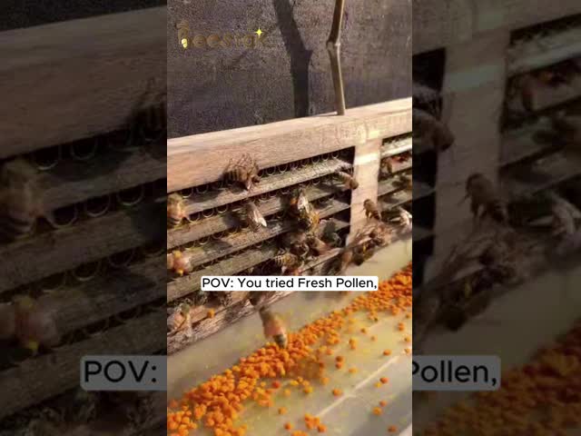 Customized Raw Fresh Tea Bee Pollen Bee Vitamins New Fresh Natural Bee Products