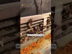 Customized Raw Fresh Tea Bee Pollen Bee Vitamins New Fresh Natural Bee Products video