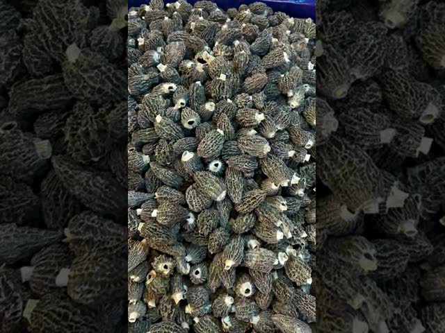 Dried Morchella Esculenta L Pers Chinese Herbal Supplements