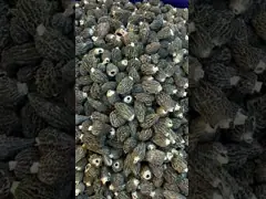 Dried Morchella Esculenta L Pers Chinese Herbal Supplements