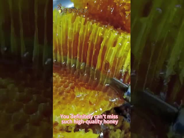 Plastic Handle Uncapping Knife With SS Curved Edges Honey Uncapping Tools