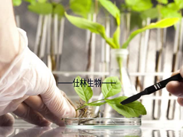 Sodium Hyaluronate Powder