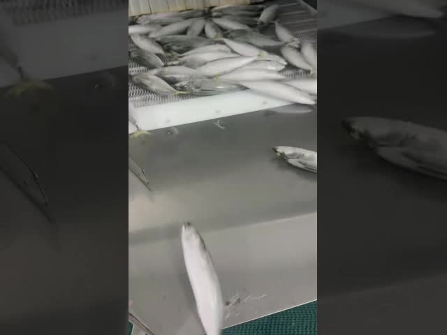 High Protein 120g Scomber Japonicus Fresh Frozen Mackerel