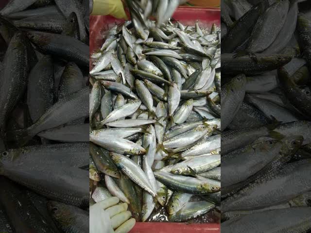 100% Net Weight 100-120g BQF Frozen Whole Sardines