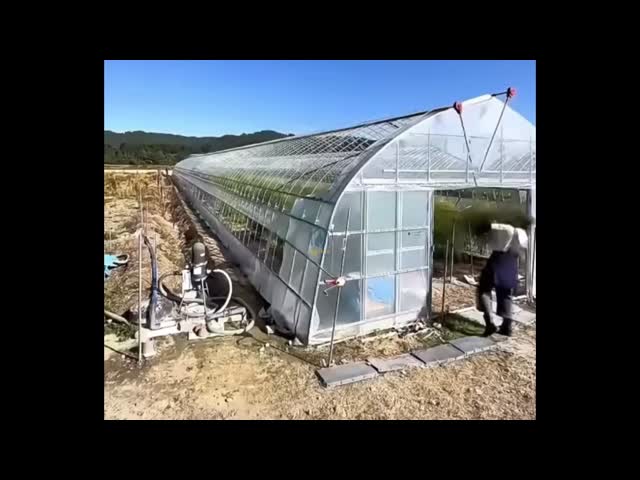 Full Open Roof Ventilation Tunnel Type Greenhouse for Agricualtural Farming